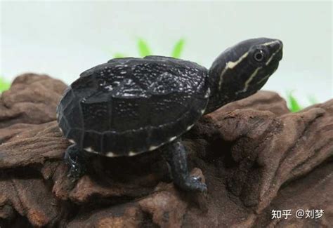 深水龟 70年 生肖